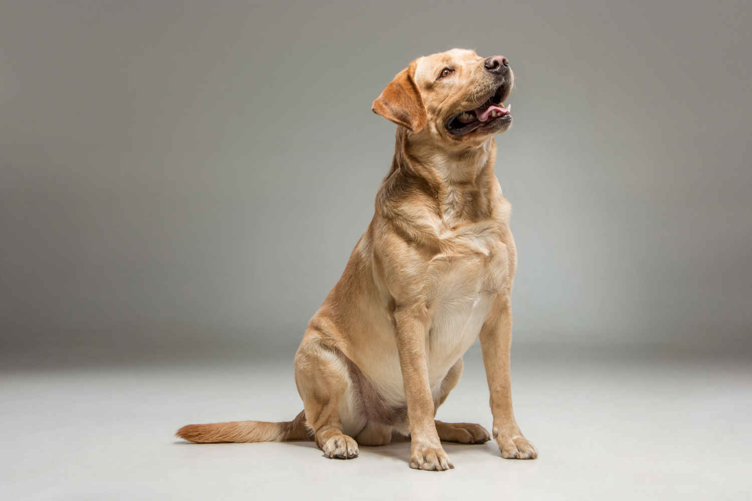 Labrador Retriever Skin and Coat Health: Signs of Good Condition